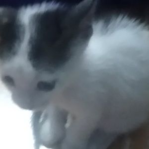 Meet your Posher, Parameshwari